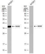 SOX2 Antibody in Western Blot (WB)