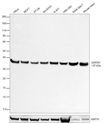 GAPDH Monoclonal Antibody (GT239), HRP