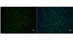 OCT4 Monoclonal Antibody (GT735)