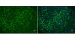 LIN28A Monoclonal Antibody (GT717)