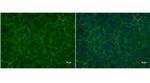 LIN28A Monoclonal Antibody (GT1086)