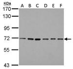 PRMT5 Monoclonal Antibody (GT3610)
