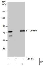 Lamin A/C Antibody in Immunoprecipitation (IP)