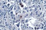 p21 Antibody in Immunohistochemistry (Paraffin) (IHC (P))