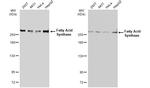 FASN Antibody in Western Blot (WB)