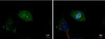 gamma Tubulin Antibody in Immunocytochemistry (ICC/IF)