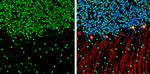 CFDP1 Antibody in Immunohistochemistry (Frozen) (IHC (F))