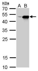 CFDP1 Antibody in Western Blot (WB)