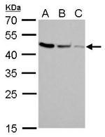 CFDP1 Antibody in Western Blot (WB)