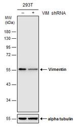 Vimentin Antibody in Western Blot (WB)