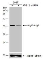 ATG12 Antibody in Western Blot (WB)