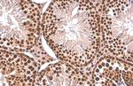 PUF60 Antibody in Immunohistochemistry (Paraffin) (IHC (P))
