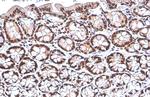 PUF60 Antibody in Immunohistochemistry (Paraffin) (IHC (P))