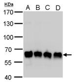 PUF60 Antibody in Western Blot (WB)