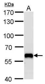 PUF60 Antibody in Western Blot (WB)