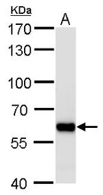PUF60 Antibody in Western Blot (WB)