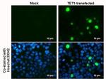 TET1 Antibody in Immunocytochemistry (ICC/IF)