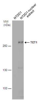TET1 Antibody in Western Blot (WB)