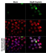 Phospho-Histone H3 (Ser10) Antibody in Immunocytochemistry (ICC/IF)