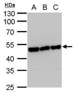 ENO1 Monoclonal Antibody (GT186)