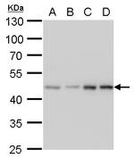 MEK2 Monoclonal Antibody (GT1162)