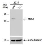 MEK2 Antibody in Western Blot (WB)