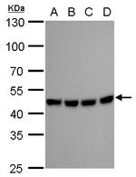 MEK2 Antibody in Western Blot (WB)