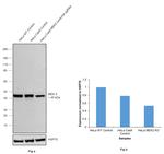 MEK2 Antibody in Western Blot (WB)