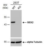 MEK2 Antibody in Western Blot (WB)