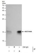 H4K20me2 Antibody in Immunoprecipitation (IP)