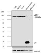 USP7 Antibody in Western Blot (WB)