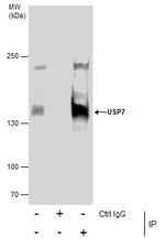 USP7 Antibody in Immunoprecipitation (IP)