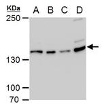 USP7 Antibody in Western Blot (WB)