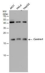 Centrin 1 Monoclonal Antibody (GT147)