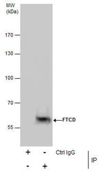 Golgi protein 58k Antibody in Immunoprecipitation (IP)