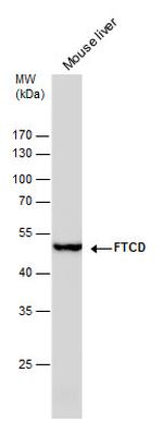 Golgi protein 58k Monoclonal Antibody (GT575)