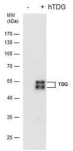 TDG Monoclonal Antibody (GT622)