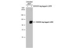 LGR5 Monoclonal Antibody (GT11312)