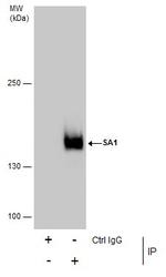 STAG1 Antibody in Immunoprecipitation (IP)