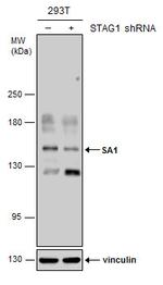 STAG1 Antibody in Western Blot (WB)