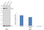 STAG1 Antibody in Western Blot (WB)