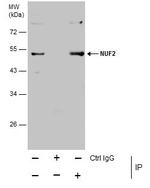 NUF2 Antibody in Immunoprecipitation (IP)