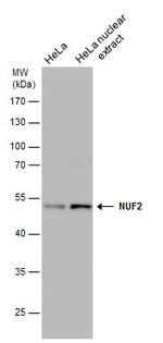 NUF2 Monoclonal Antibody (GT644)