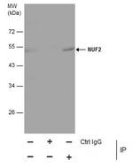 NUF2 Antibody in Immunoprecipitation (IP)