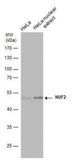 NUF2 Monoclonal Antibody (GT312)