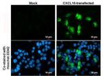 CXCL16 Monoclonal Antibody (GT5212)