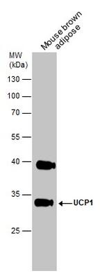 UCP1 Antibody in Western Blot (WB)