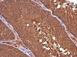 DAPP1 Monoclonal Antibody (4H9)