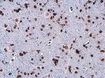 H3K27ac Antibody in Immunohistochemistry (Paraffin) (IHC (P))