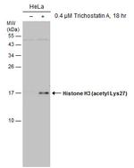 H3K27ac Antibody in Western Blot (WB)